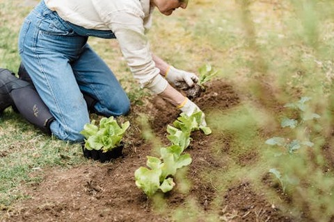 A woman is wearing jeans and long sleeve top, and gardening gloves. She is kneeling in the dirt and planting some plants