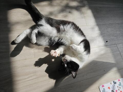 A black and white kitten asleep on a blanket. 
